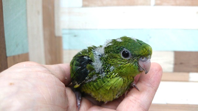 瞳、キレイです☆サザナミインコ~ サザナミインコ