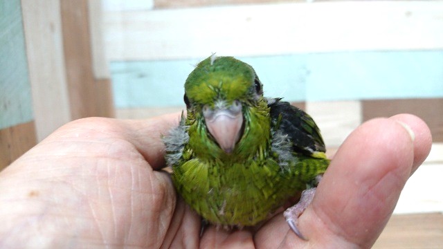瞳、キレイです☆サザナミインコ~ サザナミインコ
