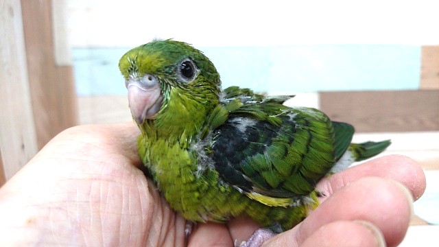 瞳、キレイです☆サザナミインコ~ サザナミインコ