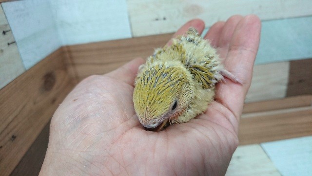 コザクラインコ（小桜インコ）