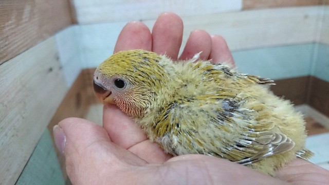 コザクラインコ（小桜インコ）