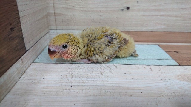 コザクラインコ（小桜インコ）