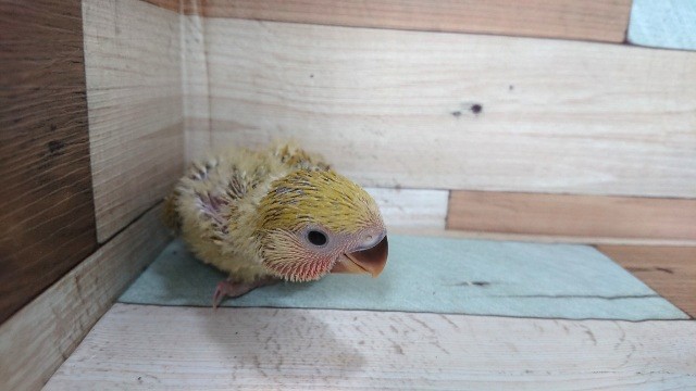 コザクラインコ（小桜インコ）