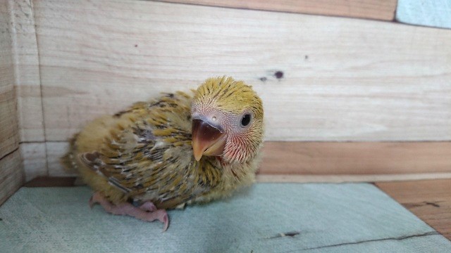 コザクラインコ（小桜インコ）