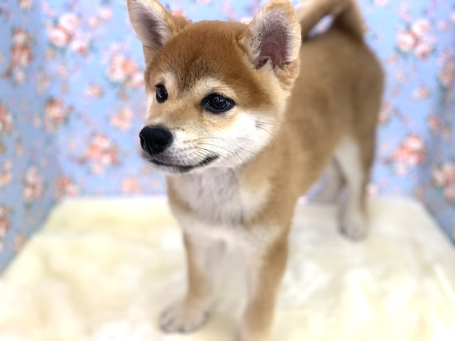 柴犬