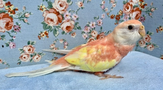 アキクサインコ（秋草インコ）