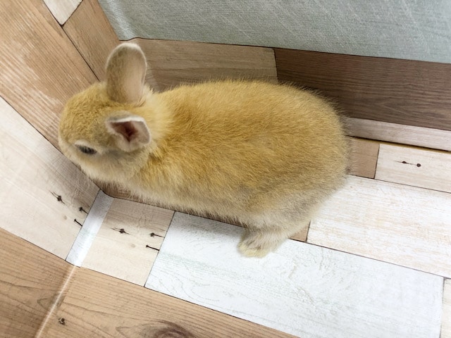 ネザーランドドワーフ