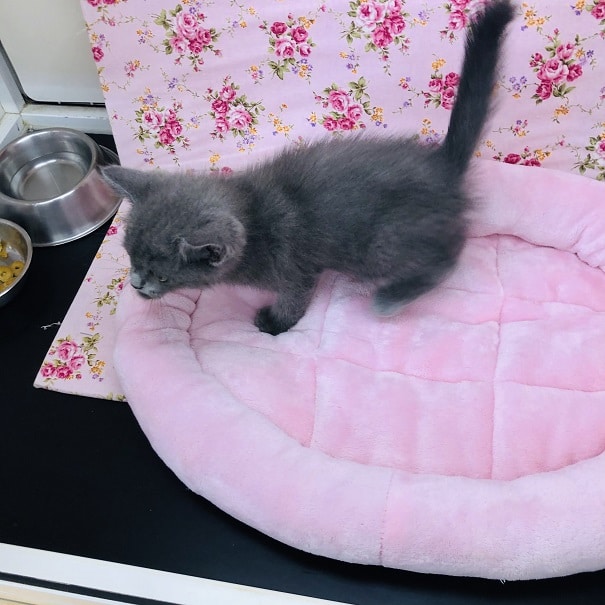 スコティッシュフォールド