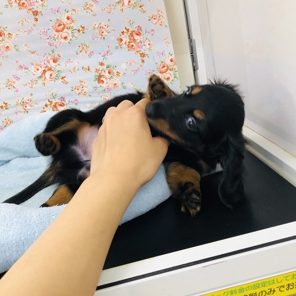 ミニチュアダックス