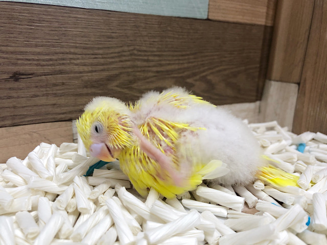 セキセイインコ