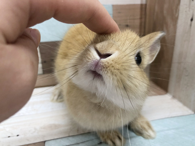 ネザーランドドワーフ