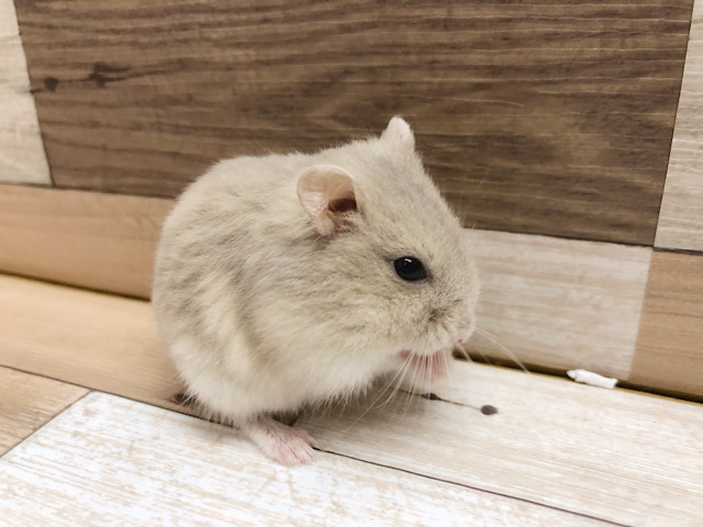 ドワーフハムスターの1種