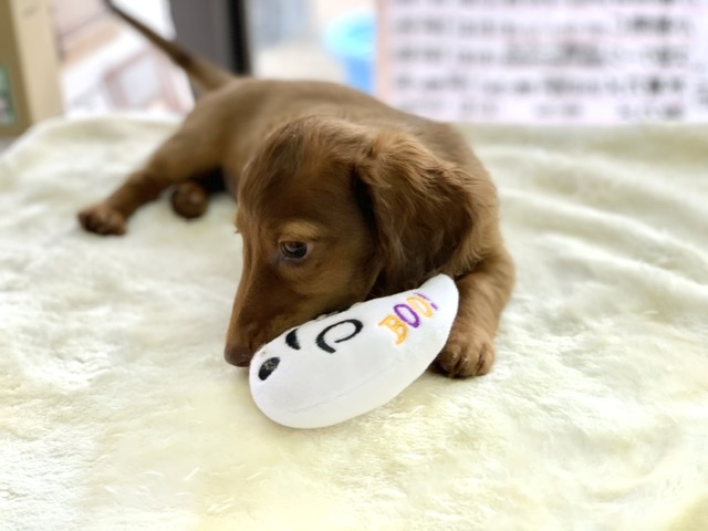 ミニチュアダックス