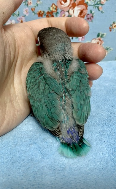 ブルーボタンインコ