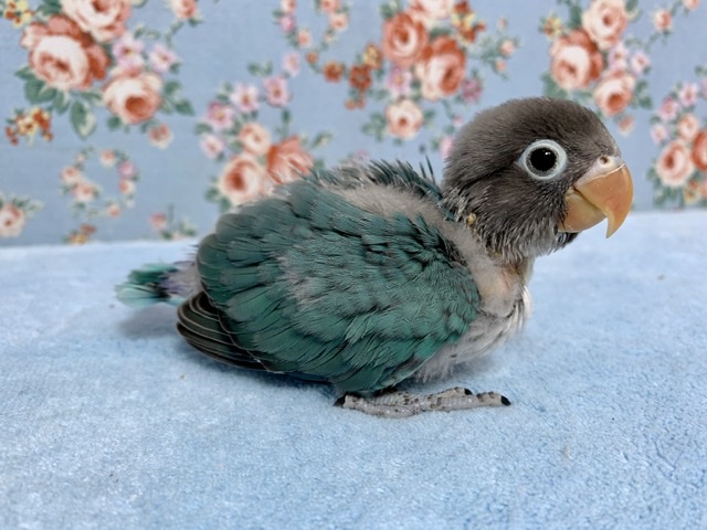ブルーボタンインコ