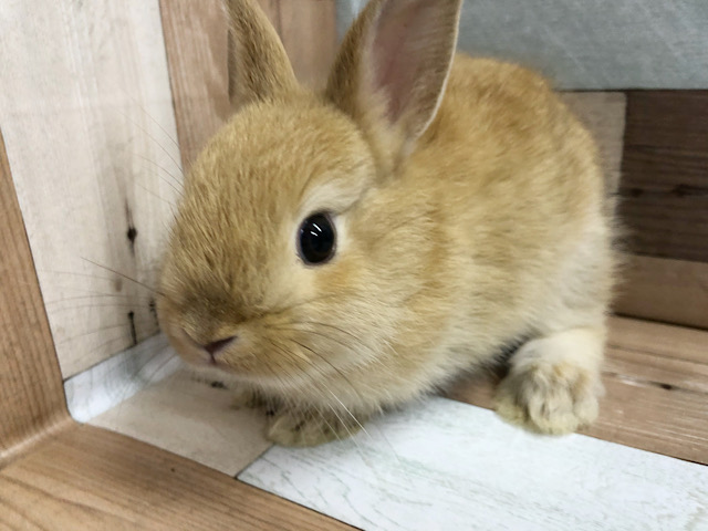 ネザーランドドワーフ