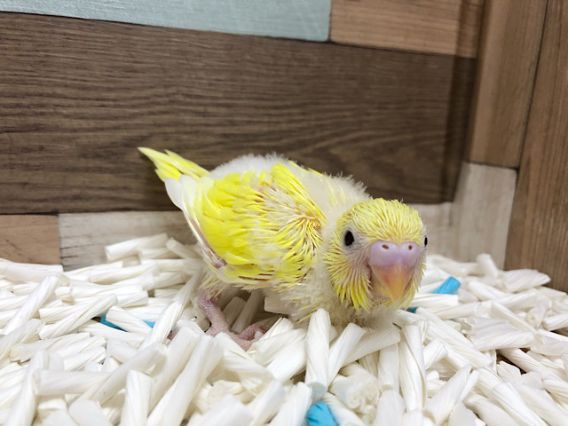 セキセイインコ