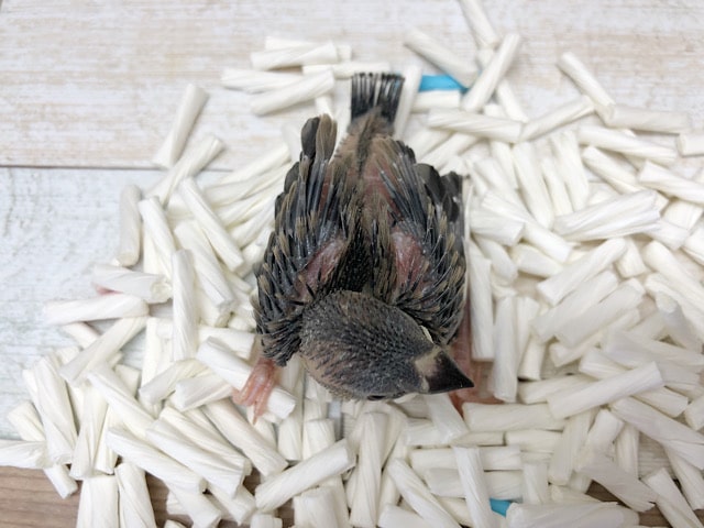 限定一羽だよ☆桜文鳥〜!! 桜文鳥