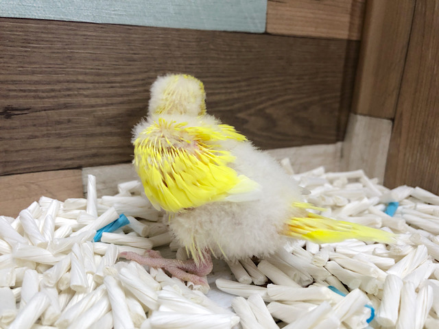 セキセイインコ