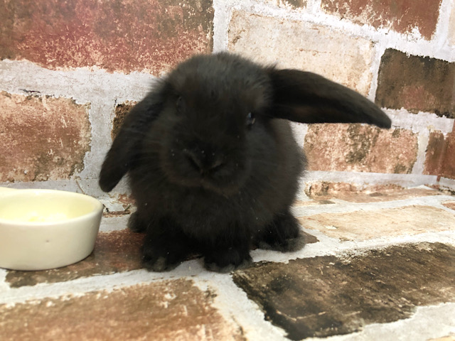 ロップイヤーラビット