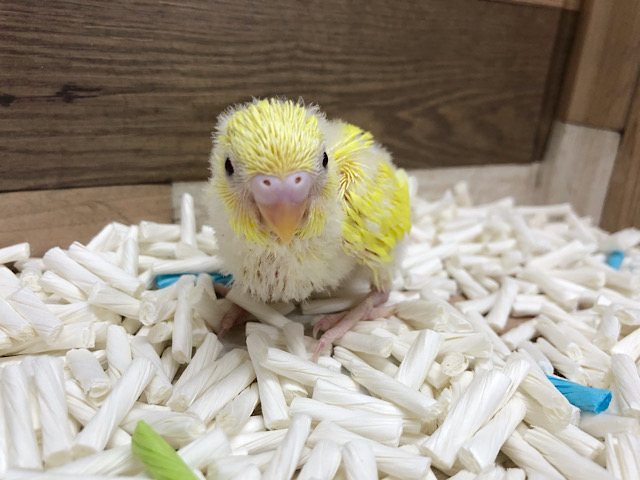 セキセイインコ