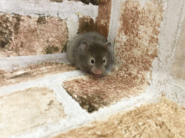 ゴールデンハムスター