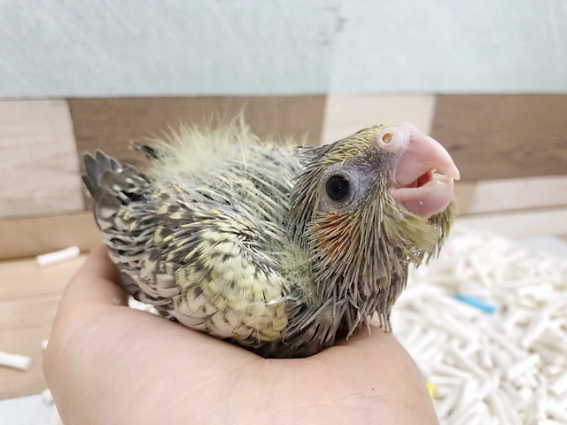 オカメインコ