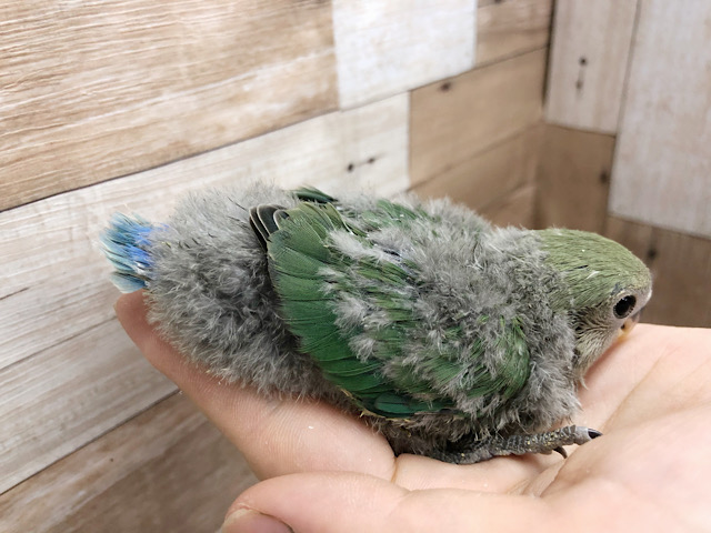 コザクラインコ（小桜インコ）