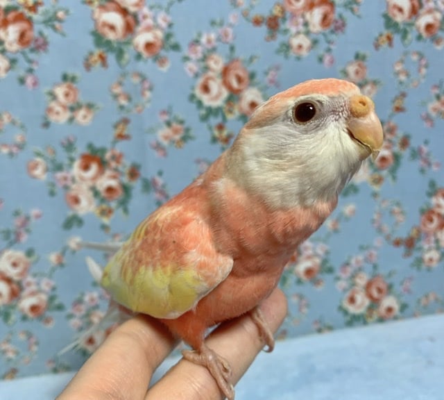 アキクサインコ（秋草インコ）