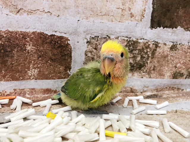 コザクラインコ（小桜インコ）