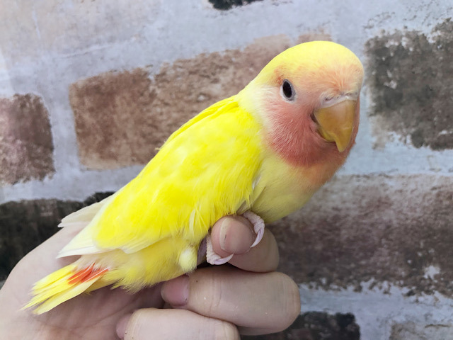 コザクラインコ（小桜インコ）