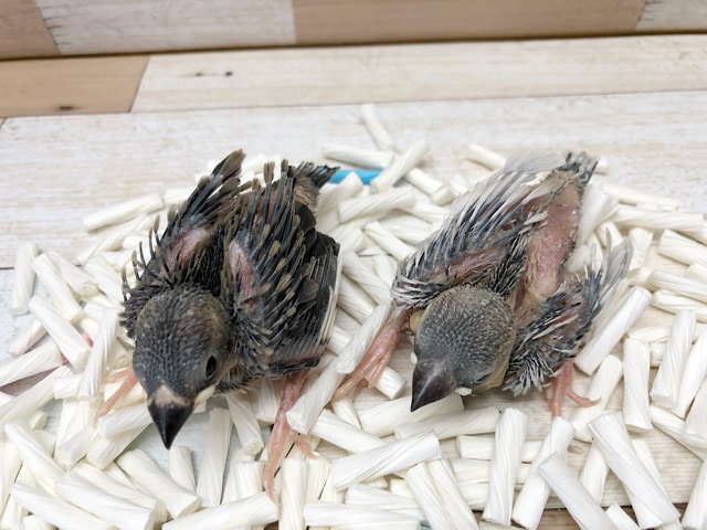 限定一羽だよ☆桜文鳥〜!! 桜文鳥