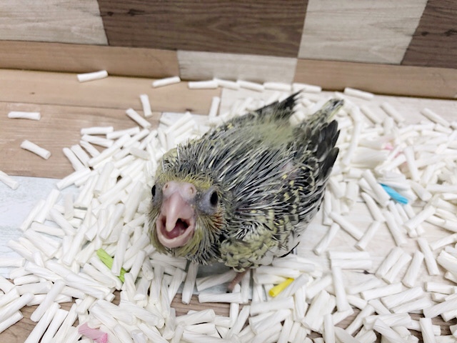 オカメインコ