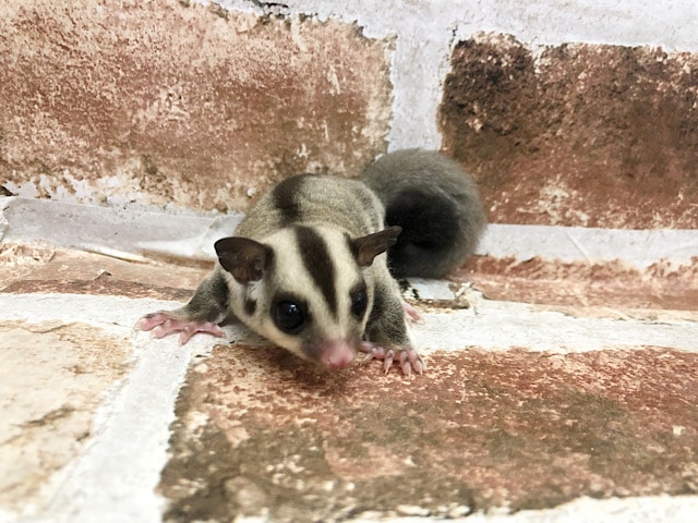 フクロモモンガ