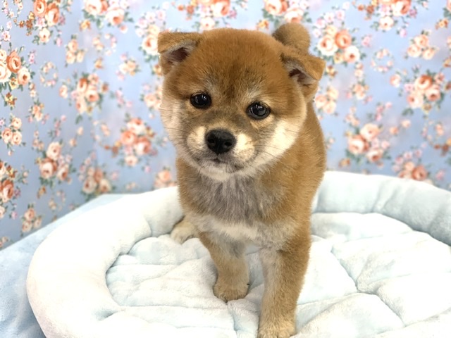 柴犬