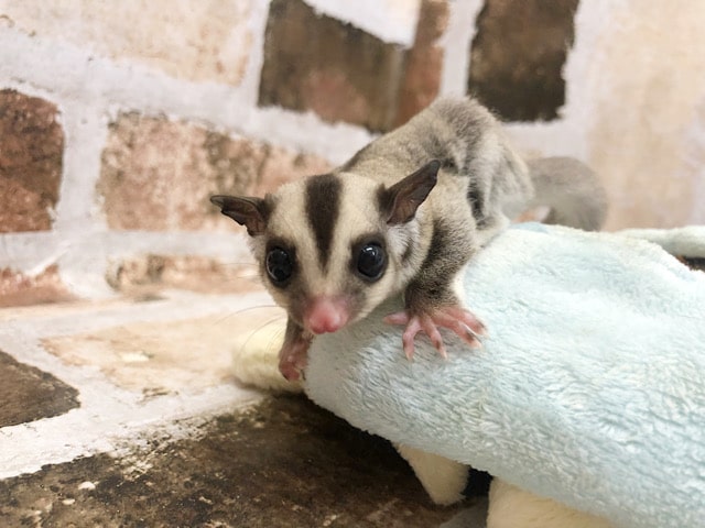 フクロモモンガ