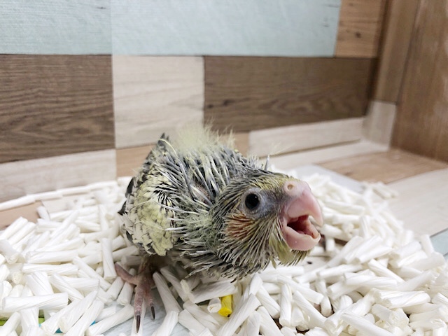 オカメインコ