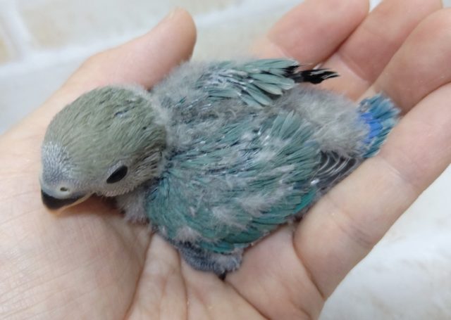 コザクラインコ（小桜インコ）