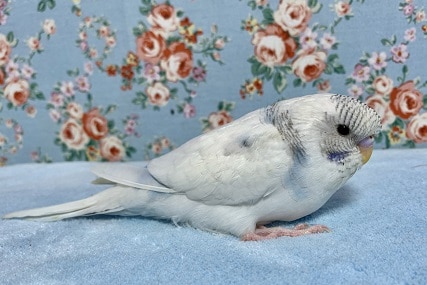 ジャンボセキセイインコ