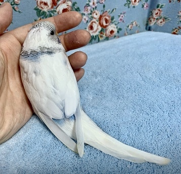 ジャンボセキセイインコ