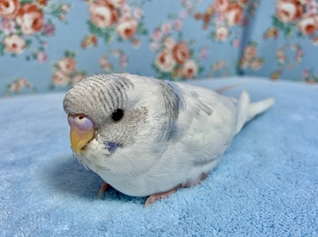 ジャンボセキセイインコ