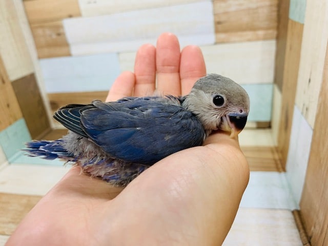 コザクラインコ（小桜インコ）