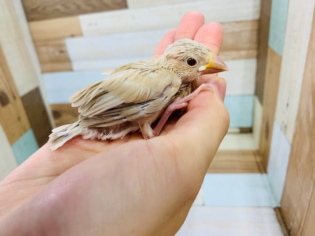 シナモン文鳥