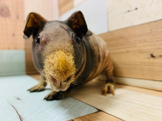 スキニーギニアピッグ