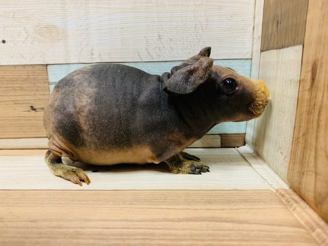 スキニーギニアピッグ