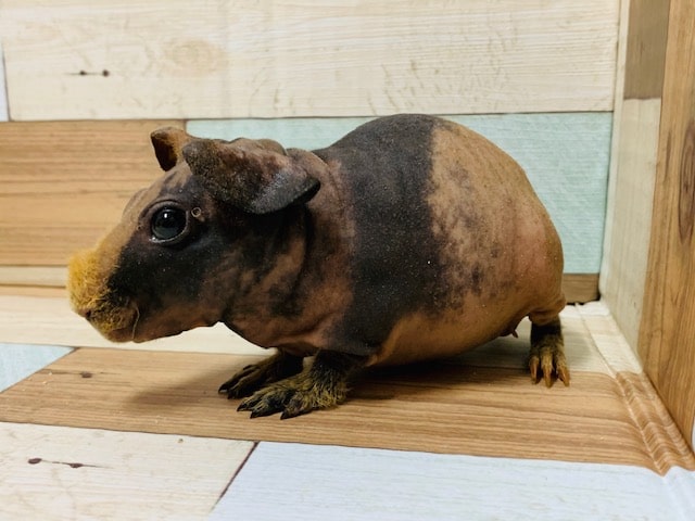 スキニーギニアピッグ