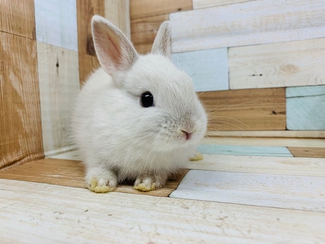 ドワーフラビット