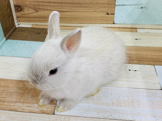 ドワーフラビット