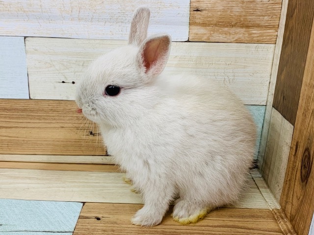 ドワーフラビット