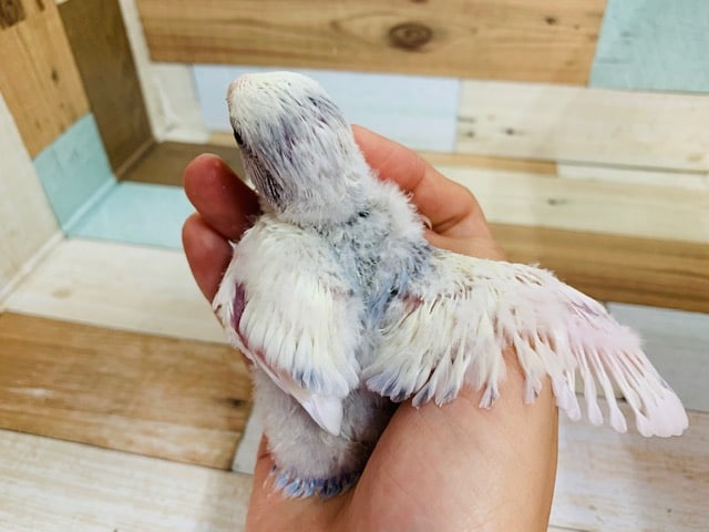 コザクラインコ（小桜インコ）